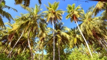 low angle view of tall palm trees and greenery with blue sky