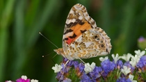 A butterfly with brown and orange patterns sitting on little purple flowers