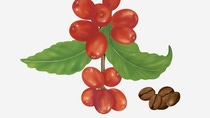 Illustration of a stenophylla coffee