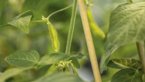 The almost mature seed pod of a transgenic soybean in the greenhouse grown under controlled conditions. The seeds are harvested upon reaching maturity stage, processed and stored in controlled environmental conditions.
Print free of charge. Copyright by BASF.

Fast reife Samenhülse einer transgenen Sojabohne im Gewächshaus, die unter kontrollierten Bedingungen gezogen wurde. Die Samen werden geerntet, wenn sie reif sind und zum Zwecke weiterer Tests verarbeitet und unter kontrollierten Bedingungen gelagert.  
Abdruck honorarfrei. Copyright by BASF.