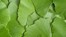 Close up image of green leaves overlapping