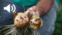 A close-up of a farmer holding two freshly harvested onions with dirt still on them. A close-up of a farmer holding two freshly harvested onions with dirt still on them.