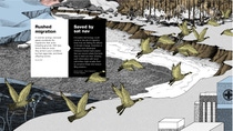 Infographic on rushed bird migration and how birds could soon be asissted by man-made navigation systems. There is a depiction of a flock of birds flying over a coastal landscape behind the text overlay.