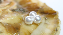 Three pearls in Oyster shell