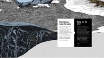 Infographic on vanishing kelp forests and what is being done to restore them. There is a depiction of kelp forests underwater behind the overlay text.