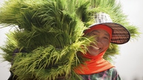 A woman with a big, checkered hat and an orange scarf carrying palm tree leaves