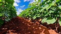 Ground level perspective of green plants growing in rows on a field with red soil.&nbsp;