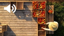 A farmer wearing a hat is standing outdoors on a wooden deck next to several crates filled with various types of tomatoes. A farmer wearing a hat is standing outdoors on a wooden deck next to several crates filled with various types of tomatoes.