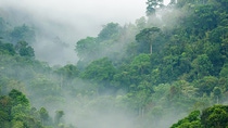 Scenic view of densely green mountains surrounded by fog