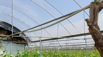 In China, greenhouses using films stabilized with BASF’s Tinuvin® NOR benefit from longer service life, enhanced resistance to agrochemicals, and reliable UV protection for grape cultivation.
Photo: BASF
