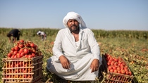 mohamed Mragae in his land with his Tomato Corps in Nubareya mohamed Mragae in his land with his Tomato Corps in Nubareya