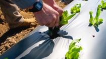 ecovio® Mulch film with Lettuce