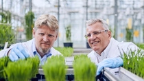 Limburgerhof 13.08.2019Reportage-Revysol bei der BASF Agricultural Center im Rheinland-pfälzischen Limburgerhof. Gewächshaus Fungizidgewächshaus/ Fungizide greenhouse. Mit Jan Klaas Lohmann (l.) und Marin Dust (r)©Jonas Ratermann[No Model Release | No Property Release]