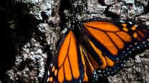 Recently, the monarch butterfly population has declined, in part, because of the loss of habitat, changing weather patterns, and the reduction in milkweed. Monarchs need milkweed for summer forage and larval feeding sites. Reestablishing the plant can positively impact the population, and BASF is committed to helping the process.