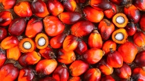 Close up shot of red palm kernels