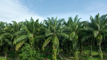 Palm Oil Plantation with blue sky & cloud background