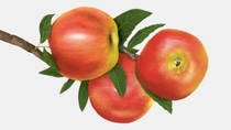 Illustration of a santana apple