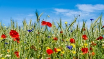 Flower strip in a cornfield
