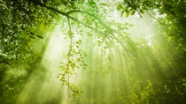 Close-up of green branches with sunlight breaking through the leaves 