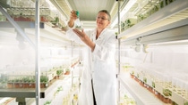 Margit Laimer stands in the middle of her laboratory and examines small seedlings. Margit Laimer stands in the middle of her laboratory and examines small seedlings.