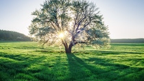 Beautiful rural scene of dewy spring field on sunrise