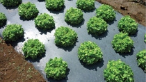 multiple green lettuce heads growing on top of black plastic sheet 