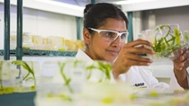 Scientist examines young transgenic corn plants Scientist examines young transgenic corn plants