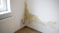 strong mildew in large stains is located on white interior wall in apartment strong mildew in large stains is located on white interior wall in apartment