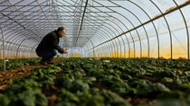 A man in a greenhouse