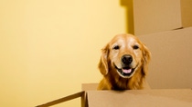 A five year old happy Golden Retriever sitting in a moving box, with other boxes stacked against the wall.  "Dutchess"