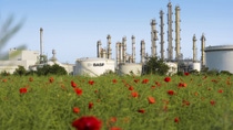 BASF factory in the middle of a field with red flowers 