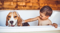 Little boy is giving a bath to his beagle dog, while they are in a bathtub together Little boy is giving a bath to his beagle dog, while they are in a bathtub together