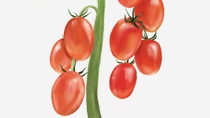 Illustration of a Intense-tomato
