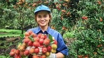 Smiling woman in blue shit and blue hat holding red fruit in a rambutan farm