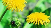Close up of 2 yellow flowers with blurred leaf background 