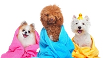 Three dogs in towels after bathing Three dogs in towels after bathing