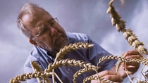 Older man with glasses inspecting wheat