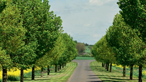 Empty road surrounded with tree and green field on either sides 