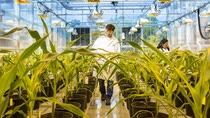 Plant biotechnology research in the greenhouse, Research Triangle Park, North America Plant biotechnology research in the greenhouse, Research Triangle Park, North America