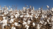 Cotton fields white with ripe cotton ready for harvesting; Shutterstock ID 106885658; PO: BASF SE; Job: Agriculture; Client: PO0000040567; Other: Manja Gewiß / Merike Kiesel