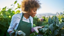 african american woman tending to kale in communal urban garden
