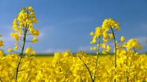 detail of flowering rapeseed canola or colza in latin Brassica Napus, plant for green energy and oil industry, rape seed on blue sky background