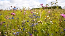 Auf dem englischen Hof „The Grange" werden moderner Nahrungsmittelanbau und Schutz der Artenvielfalt miteinander kombiniert. Der landwirtschaftliche Betrieb ist Teil des europäischen Farm Network, einer von BASF initiierten Partnerschaft. Landwirte, Agrar- und Naturschutzexperten teilen ihr Wissen und entwickeln Maßnahmen für eine optimale nachhaltige Landwirtschaft, die auch produktiv ist.Eine Maßnahme ist das Anlegen von Blühstreifen auf unrentablen Feldflächen. Neben ertragreichen Feldern für die Getreideproduktion, entstehen dadurch neue Lebensräume für Flora und Fauna.Andrew Pitts, Landwirt (links), und Graham Hartwell, Environmental Stewardship, BASF (rechts), prüfen die Entwicklung der Blühstreifen.