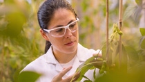 Daniela Loaiza, Assistant Scientist, examines transgenic soybean plants in the greenhouse for health and quality. The locations of the plants are tracked in the inventory system by scanning the barcode.  
Print free of charge. Copyright by BASF.

Die wissenschaftliche Mitarbeiterin Daniela Loaiza untersucht transgene Sojabohnenpflanzen im Gewächshaus auf deren Gesundheit und Qualität. Durch Scannen des Barcodes wird der Standort der Pflanzen im Bestandsführungssystem erfasst.  
Abdruck honorarfrei. Copyright by BASF.