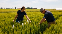 Two people look at a wheat field and examine the ears of corn.