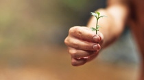 Hand holding a plant.