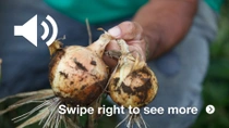 A close-up of a farmer holding two freshly harvested onions with dirt still on them. A close-up of a farmer holding two freshly harvested onions with dirt still on them.