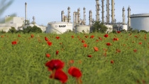 Factory structure in the middle of a field  with red flowers 