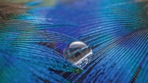 Water drop on Blue and Purple Colored Feather Water drop on Blue and Purple Colored Feather