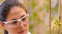 Daniela Loaiza, Assistant Scientist, examines transgenic soybean plants in the greenhouse for health and quality. The locations of the plants are tracked in the inventory system by scanning the barcode.  Print free of charge. Copyright by BASF.Die wissenschaftliche Mitarbeiterin Daniela Loaiza untersucht transgene Sojabohnenpflanzen im Gewächshaus auf deren Gesundheit und Qualität. Durch Scannen des Barcodes wird der Standort der Pflanzen im Bestandsführungssystem erfasst.  Abdruck honorarfrei. Copyright by BASF.  
